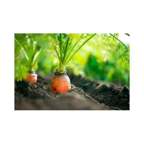 Fresh Jumbo Carrot – sold by unit